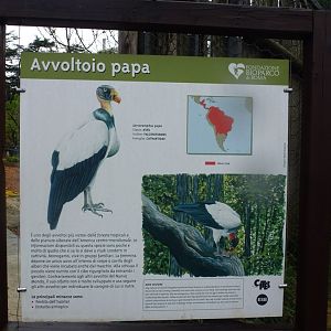 King vulture sign 5.4.15