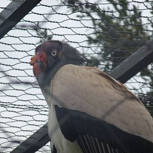 King vulture 5.4.15