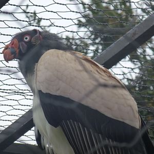 King vulture 5.4.15