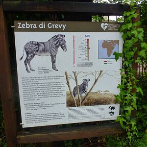 Grevy's zebra sign 5.4.15