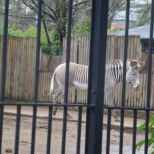Grevy's zebra 5.4.15