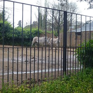 Grevy's zebra 5.4.15