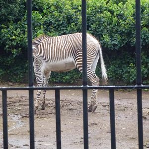 Grevy's zebra 5.4.15
