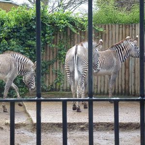 Grevy's zebra 5.4.15