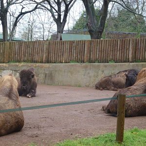 European bison 5.4.15
