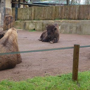 European bison 5.4.15