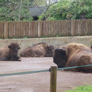 European bison 5.4.15