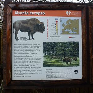 European bison 5.4.15