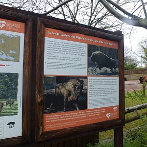 European bison 5.4.15
