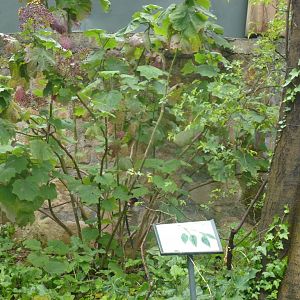 Bioparco di Roma 5.4.15