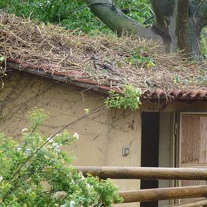 Bioparco di Roma 5.4.15