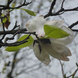 Bioparco di Roma 5.4.15