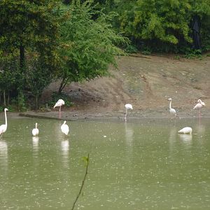 Bioparco di Roma 5.4.15