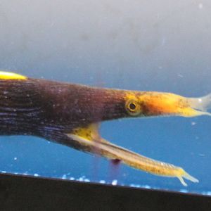 Leaf-nosed murey eel