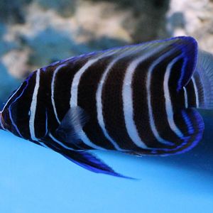 Six-banded angelfish
