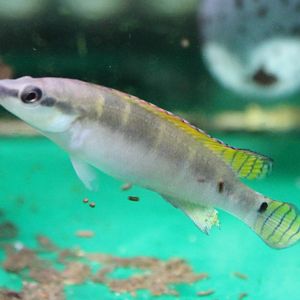 Creniacichla compressiceps