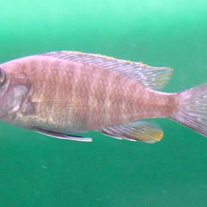 Aulonocara freibergi