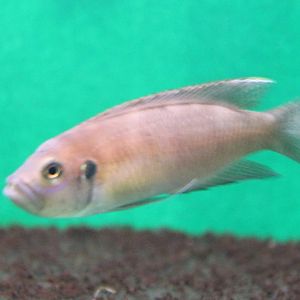 Neolamprologus brevis