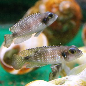 Lamprologus meleagris