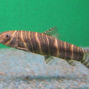 Candy-striped loach