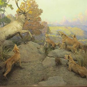 sambar deer with dholes amnh