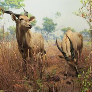 giant eland amnh