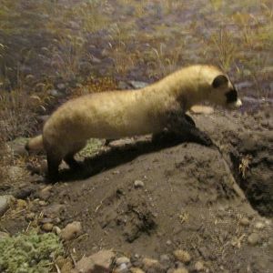 black footed ferret amhn
