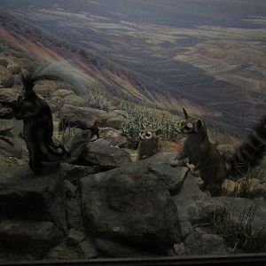 spotted skunk with cacomistle