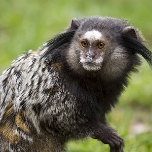 Black-tufted ear marmoset, 4/03/15
