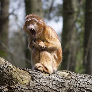 Javan langur, 4/03/15
