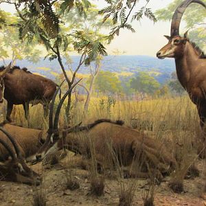 giant sable antelope amnh