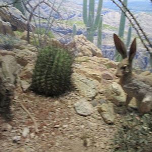 jack rabbits amnh