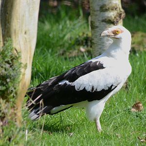 PALM_NUT_VULTURE_-_HAWK_CON_07_04_2015_1383_