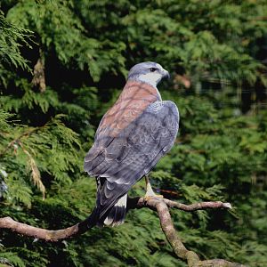 RED_BACKED_HAWK_-_HAWK_CON_07_04_2015_238_