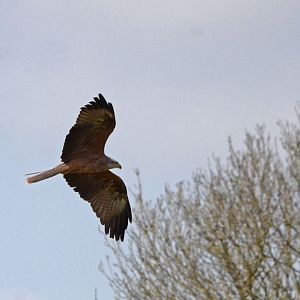 Red Kite (Wild)