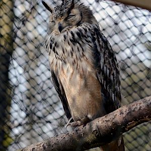 ROCK_EAGLE_OWL_-_HAWK_CON_07_04_2015_1015_
