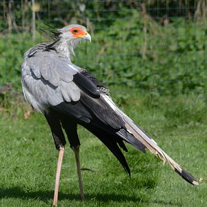 SECRETARY_BIRD_-_HAWK_CON_07_04_2015_2336_