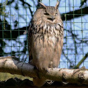SIRERIAN_EAGLE_OWL_-_HAWK_CON_07_04_2015_176_