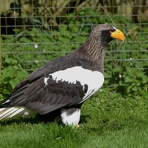 STELLER_S_SEA_EAGLE_-_HAWK_CON_07_04_2015_36_