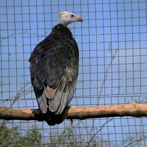 WHITE_HEADED_VULTURE_-_HAWK_CON_07_04_2015_465_
