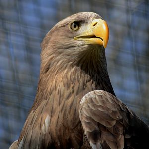 WHITE_TAILED_SEA_EAGLE_-_HAWK_CON_07_04_2015_519_