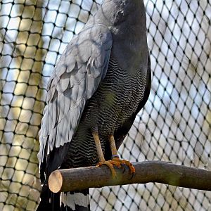 AFRICAN_HARRIER_HAWK_-_HAWK_CON_07_04_2015_2279_