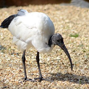 AFRICAN_SACRED_IBIS_-_HAWK_CON_07_04_2015_1313_