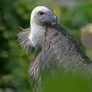 AFRICAN_WHITE_BACKED_VULTURE_-_HAWK_CON_07_04_2015_616_
