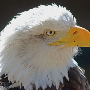 BALD_EAGLE_-_HAWK_CON_07_04_2015_876_