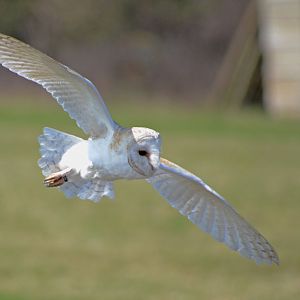 BARN_OWL_-_HAWK_CON_07_04_2015_1770_