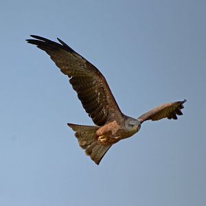 BLACK_KITE_-_HAWK_CON_07_04_2015_1898_