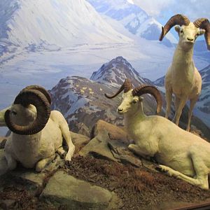 dall sheep amnh