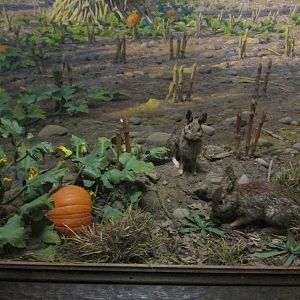 cottontail rabbit amnh