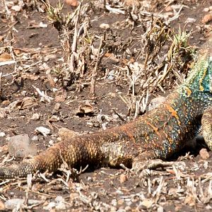 Green-headed Agama